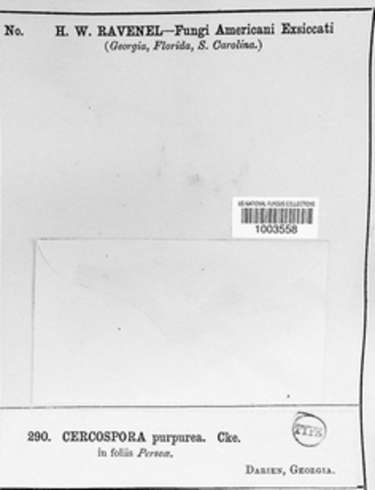 Pseudocercospora purpurea image